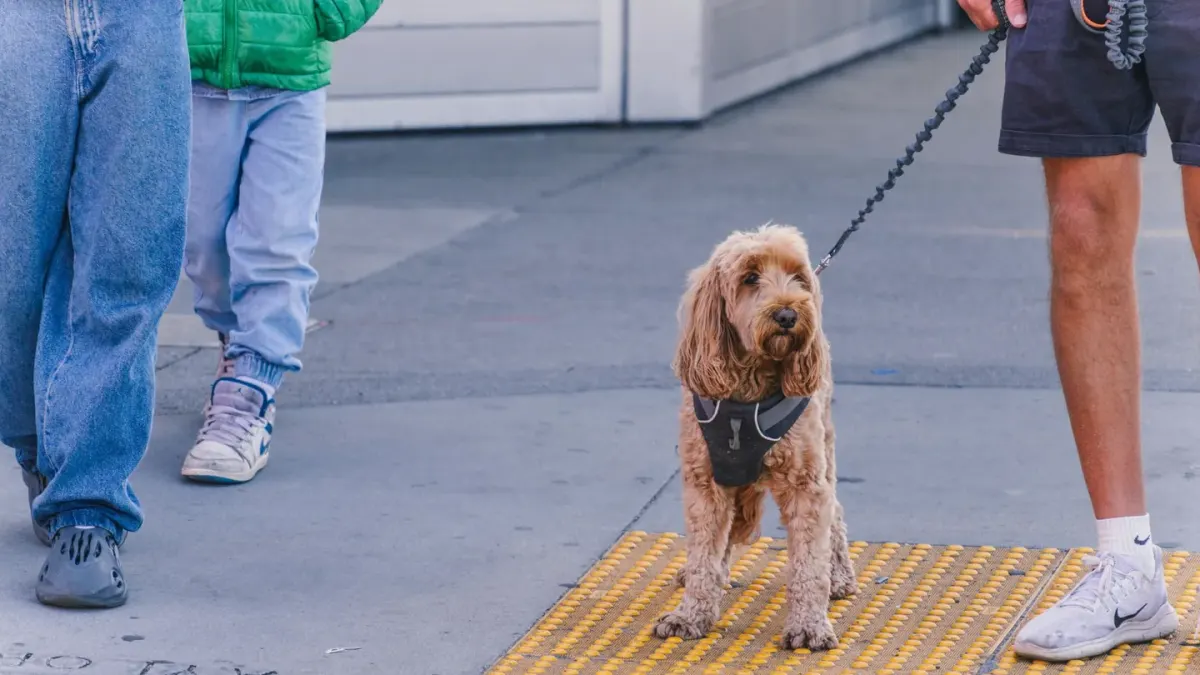 Dog greeting an owner