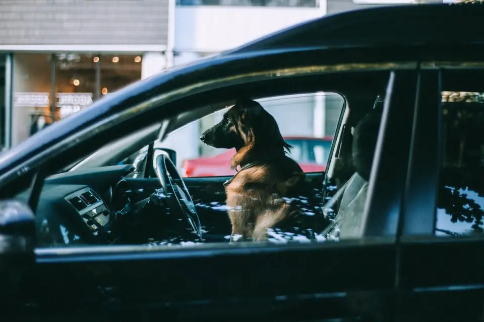 Dog in a car seat