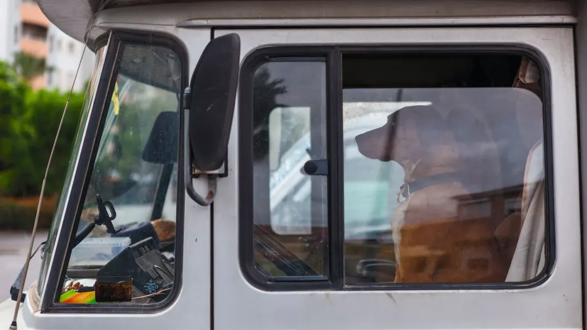 Dog in a car seat
