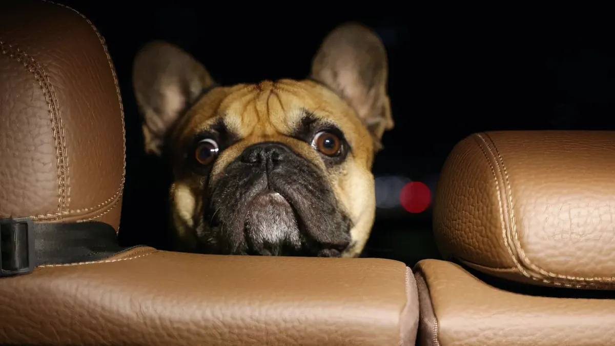 Dog in a car seat