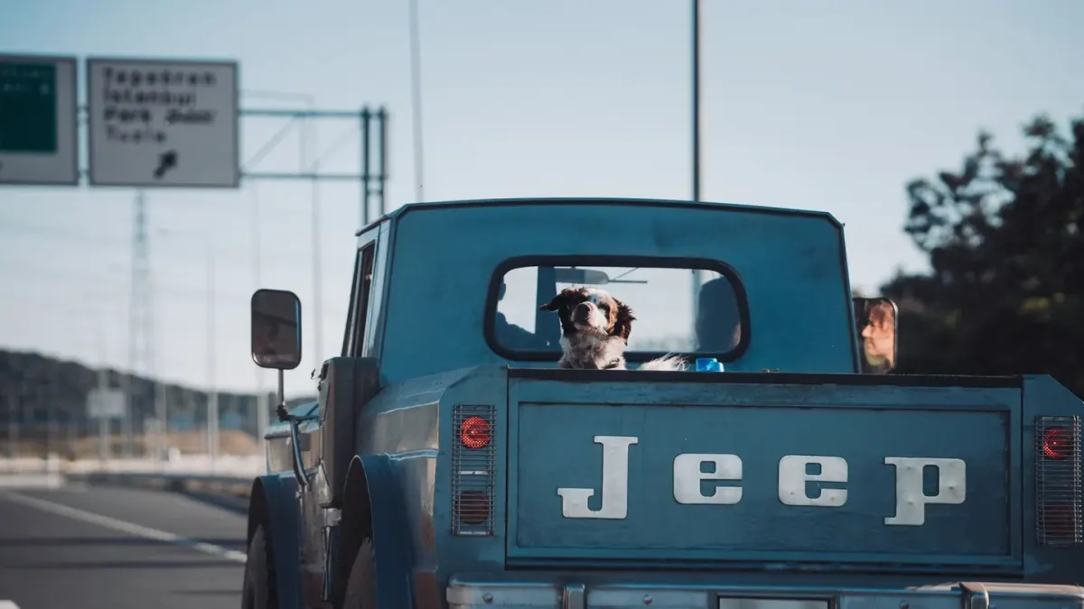 Dog in a car seat