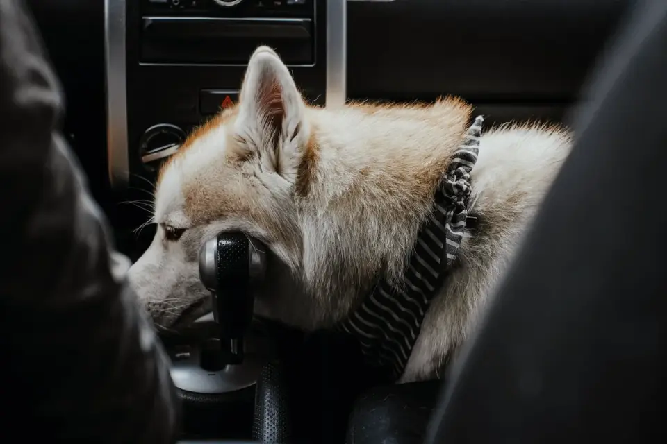 Dog in a car seat