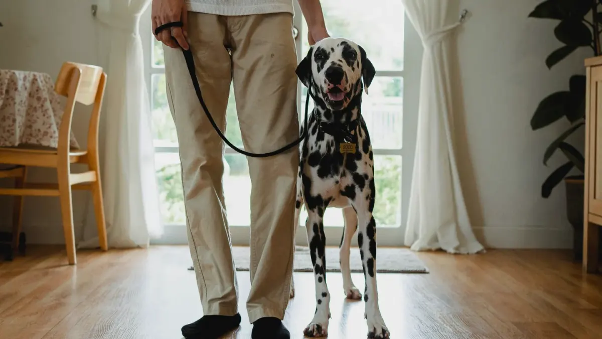 Dog in a kitchen with an owner