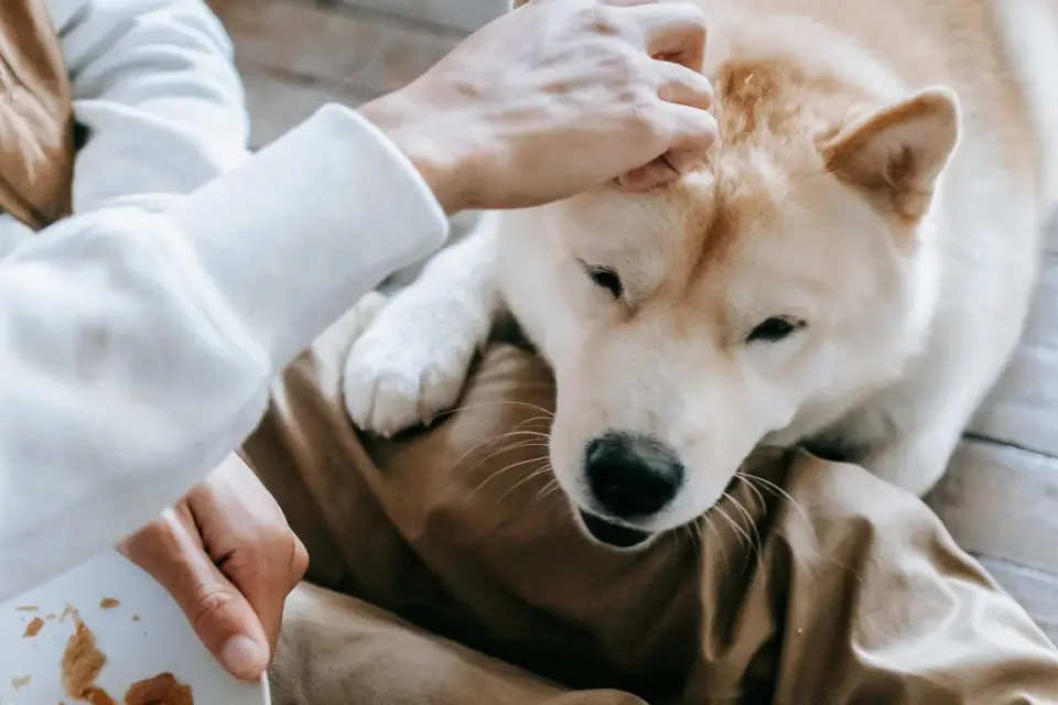 Dog in a kitchen with an owner