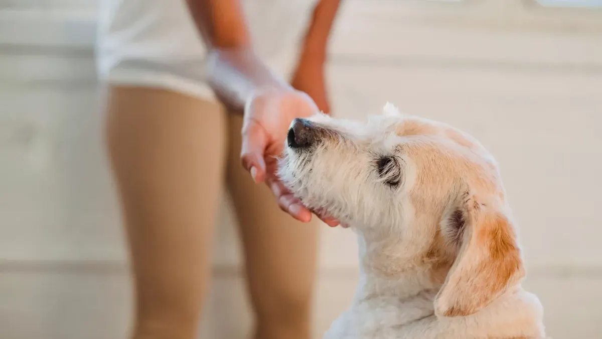 Dog in a kitchen with an owner