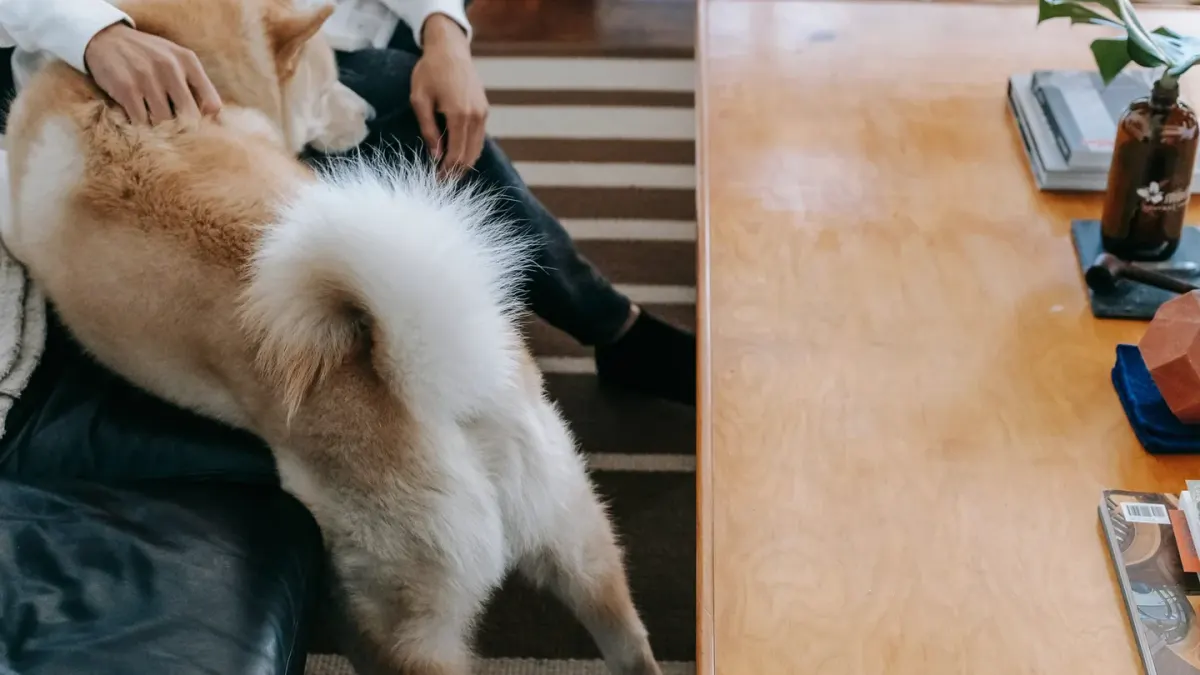 Dog in a kitchen with an owner