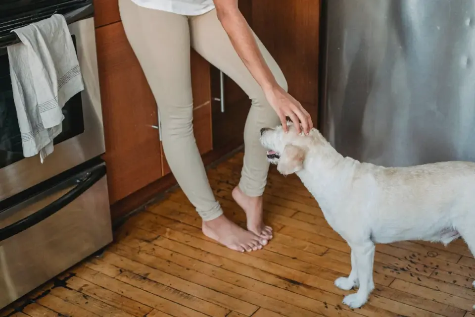 Dog in a kitchen with an owner