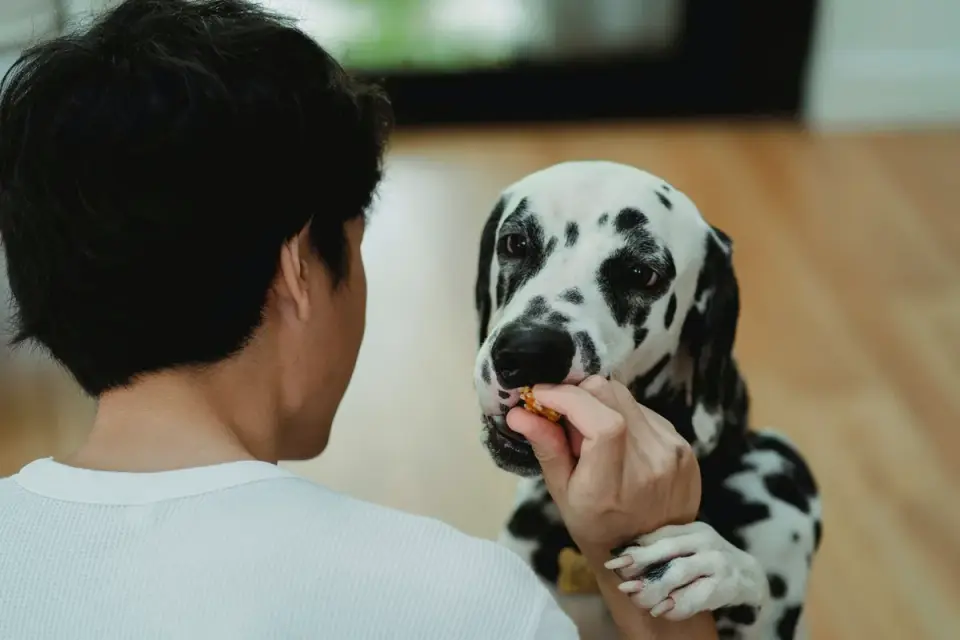 Dog in a kitchen with an owner