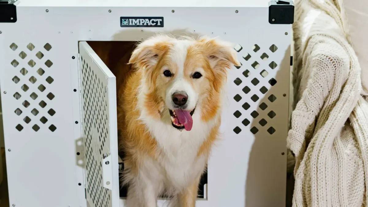 Dog in a travel crate