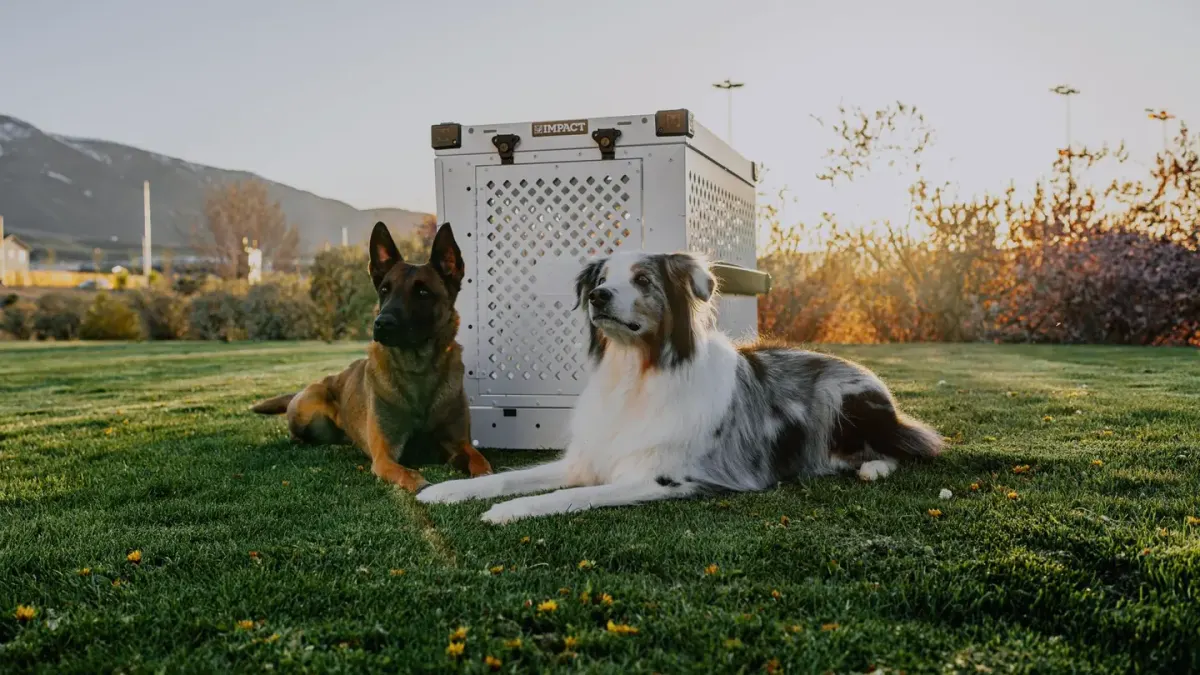 Dog in a travel crate