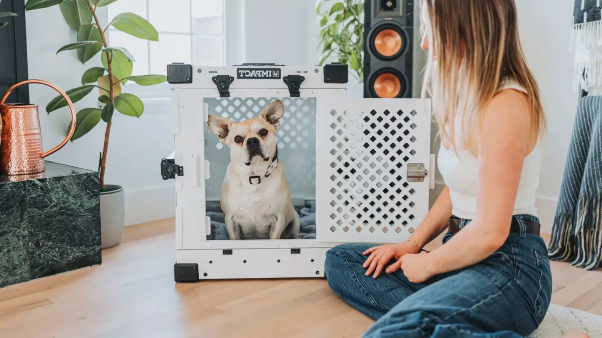 Dog in a travel crate