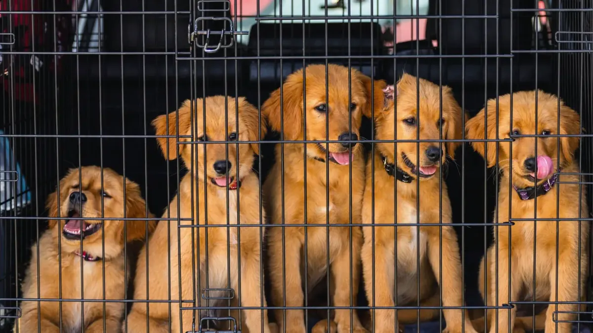 Dog in a travel crate