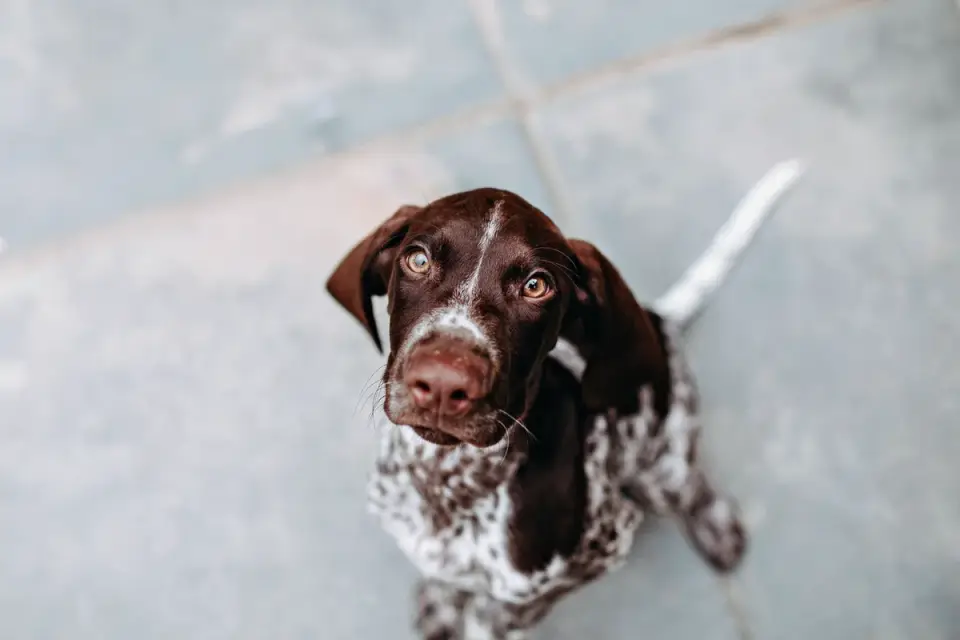 Dog looking at an owner