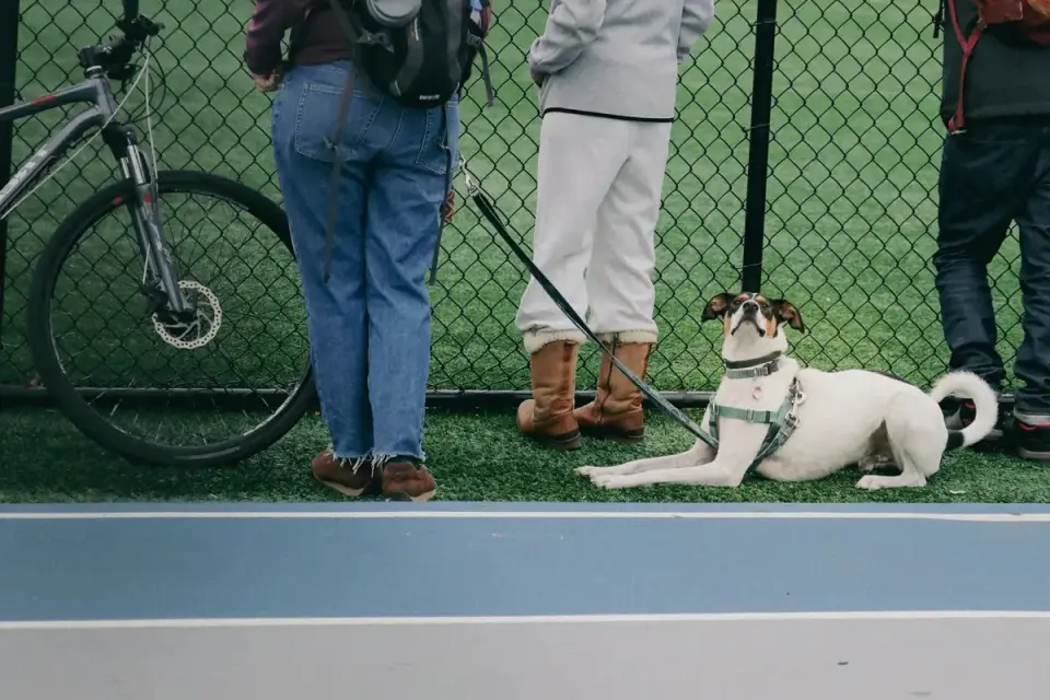 Dog looking at an owner