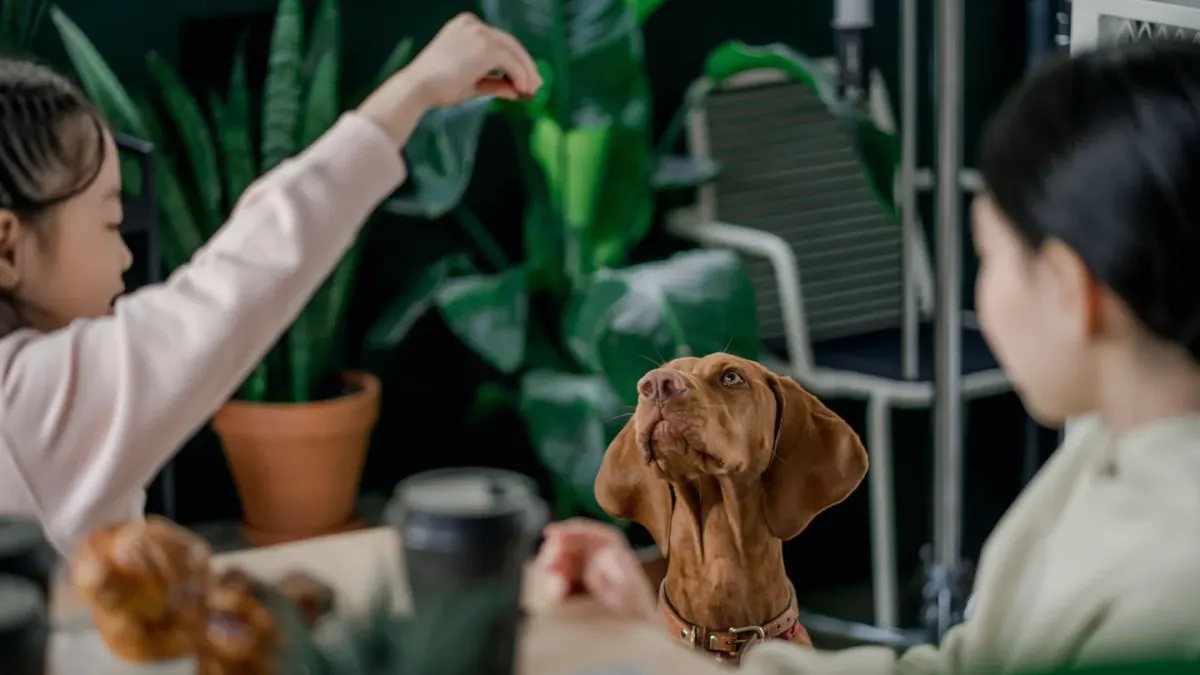 Dog looking at an owner