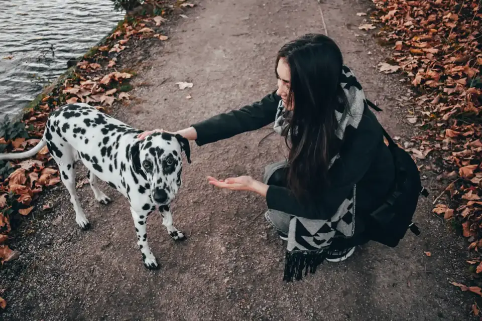 Dog looking at an owner
