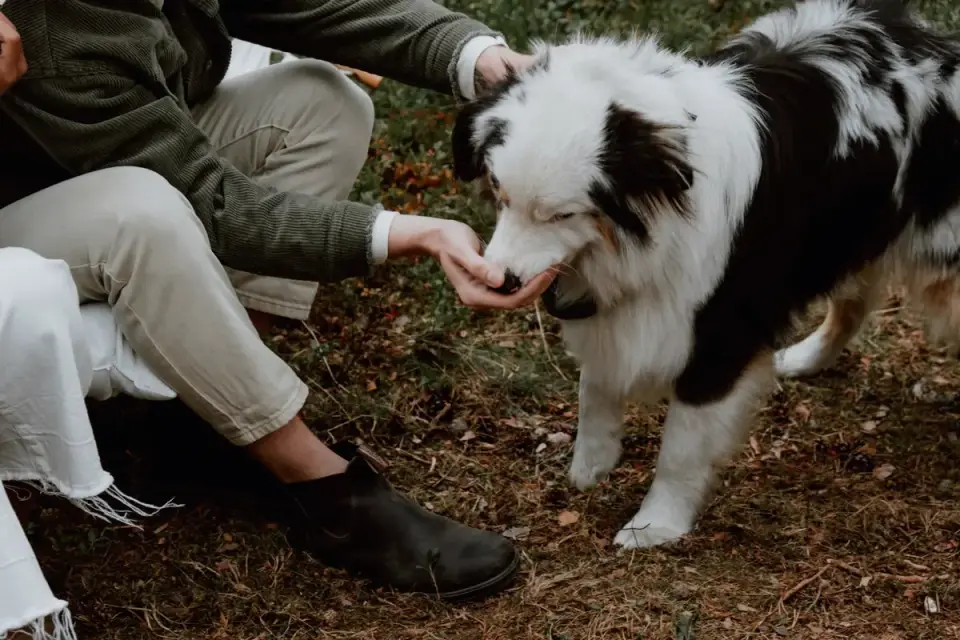 Dog looking at an owner