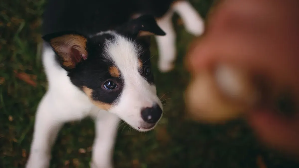 Dog looking at an owner