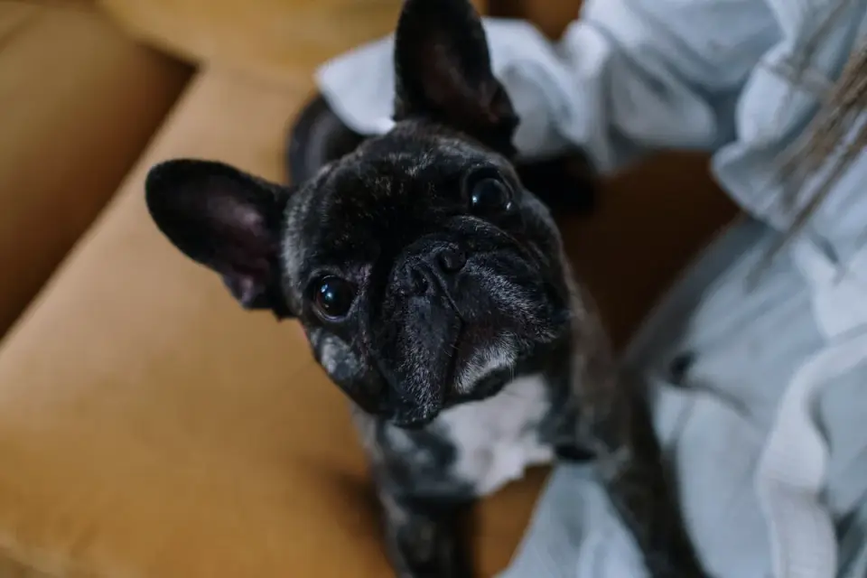Dog looking at an owner