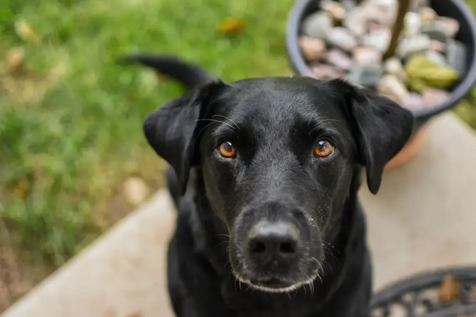 Dog looking at an owner