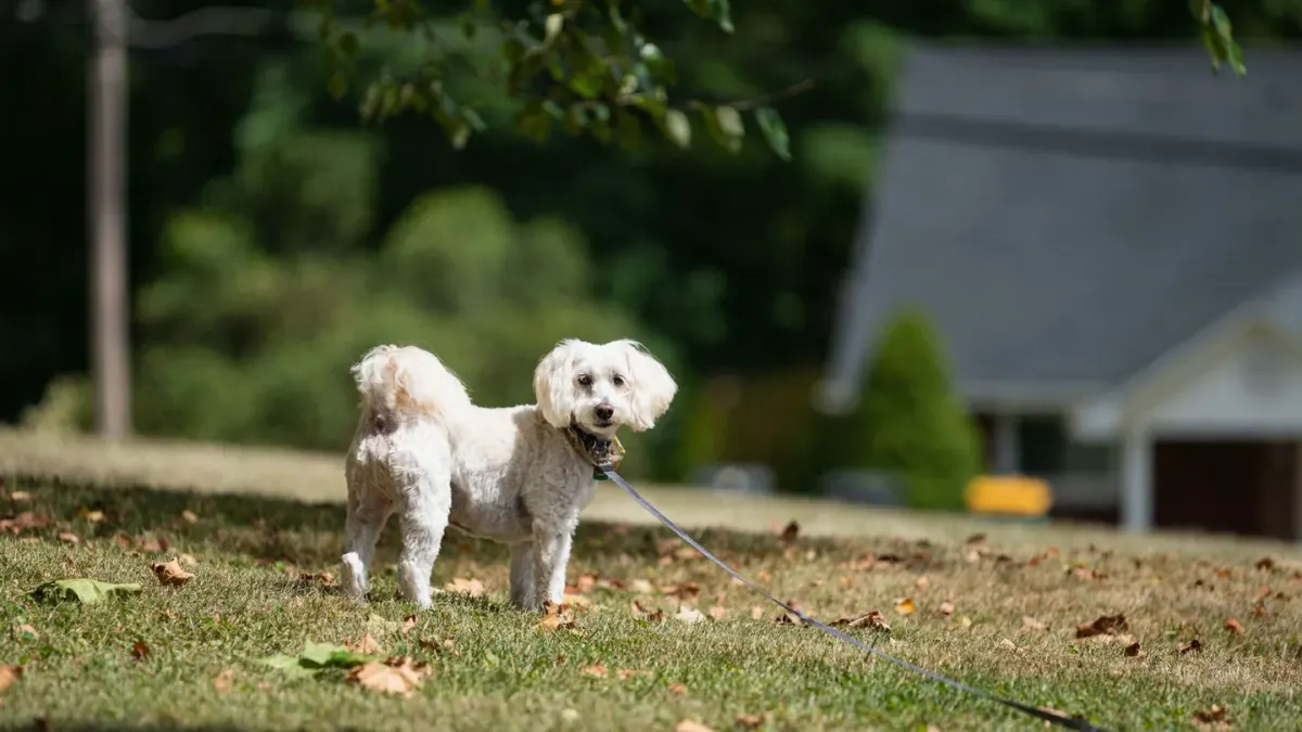 Dog on a leash sniffing grass in a backyard