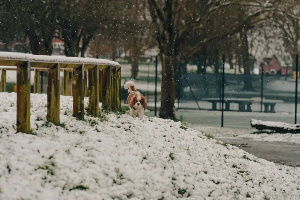 Dog on a ramp