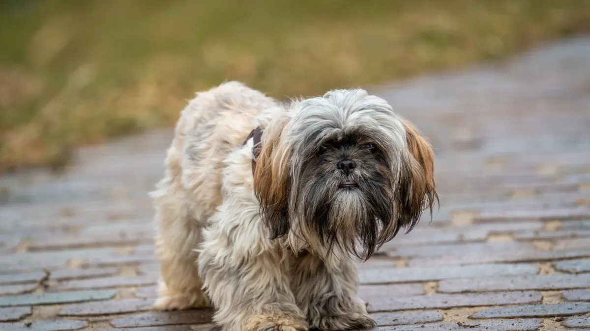 Dog on a ramp