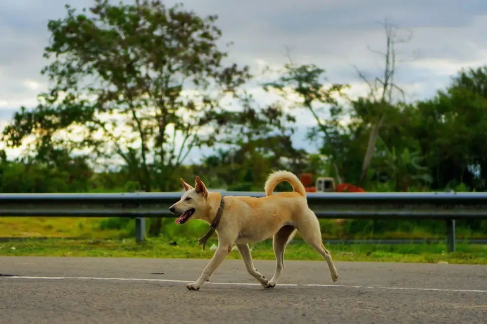 Dog on a ramp