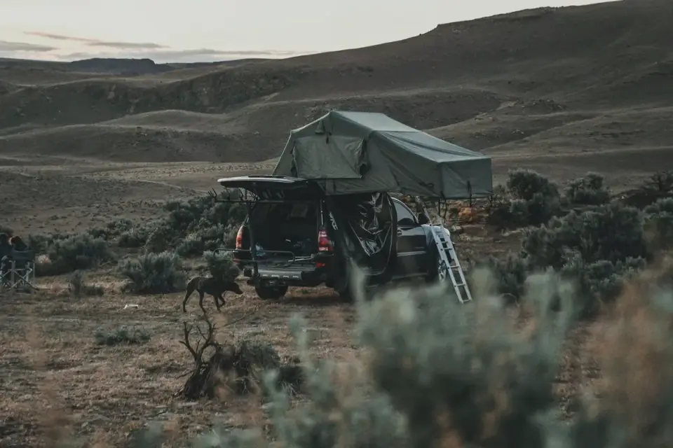 Dog on a road trip