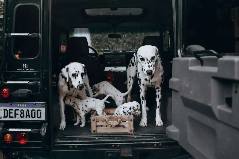 Dog on a road trip