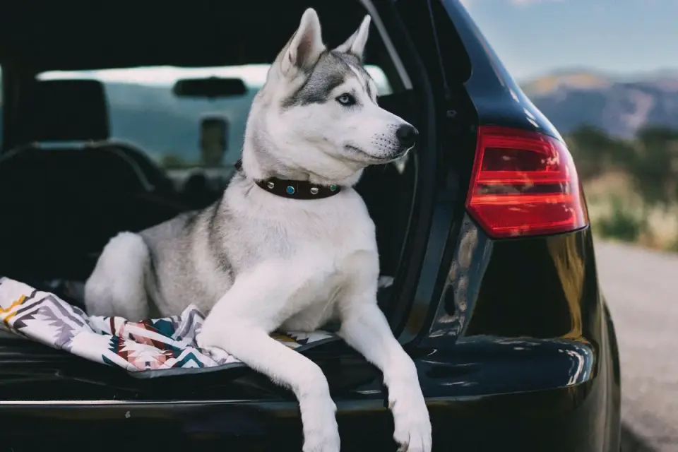 Dog on a road trip
