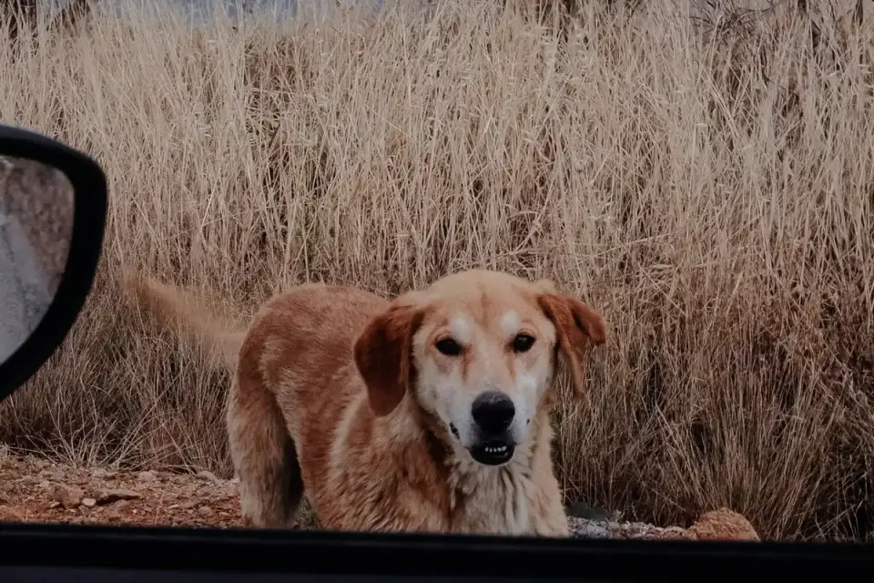 Dog on a road trip