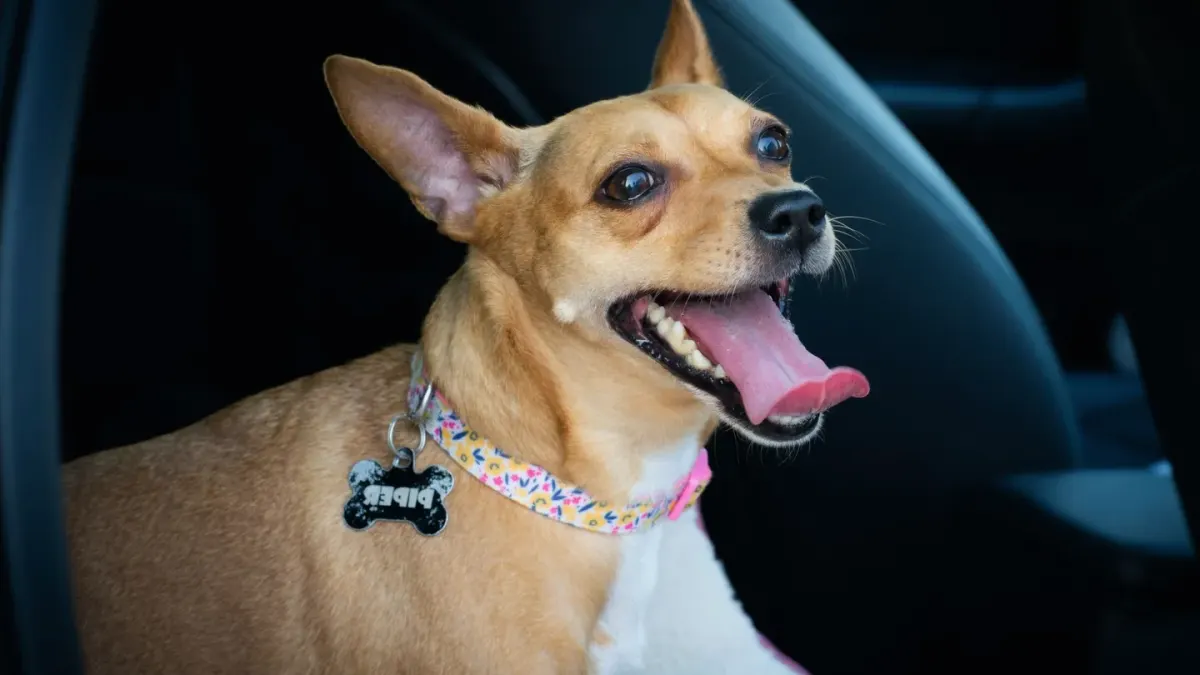 Dog on a road trip