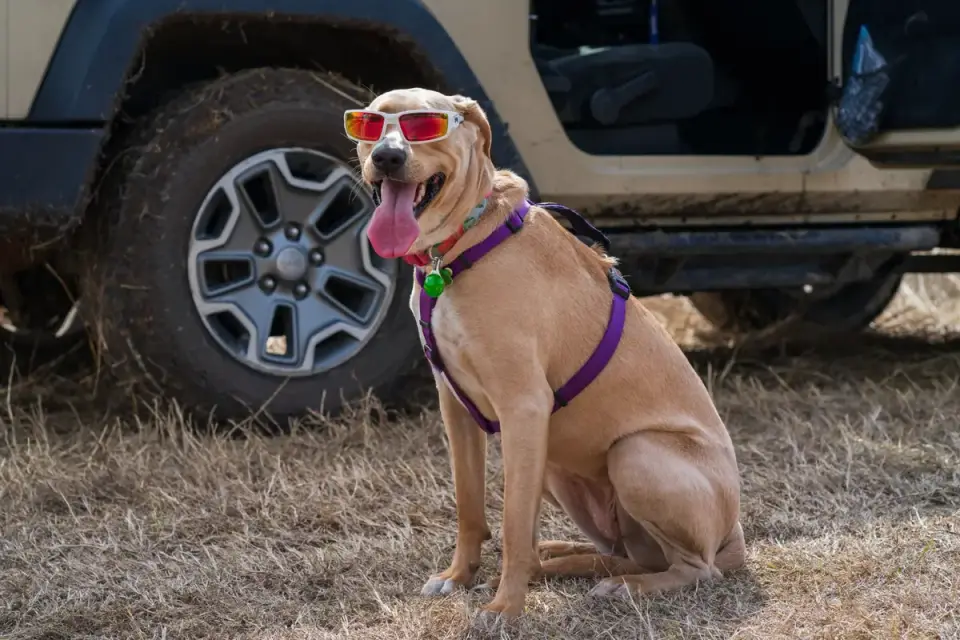 Dog on a road trip