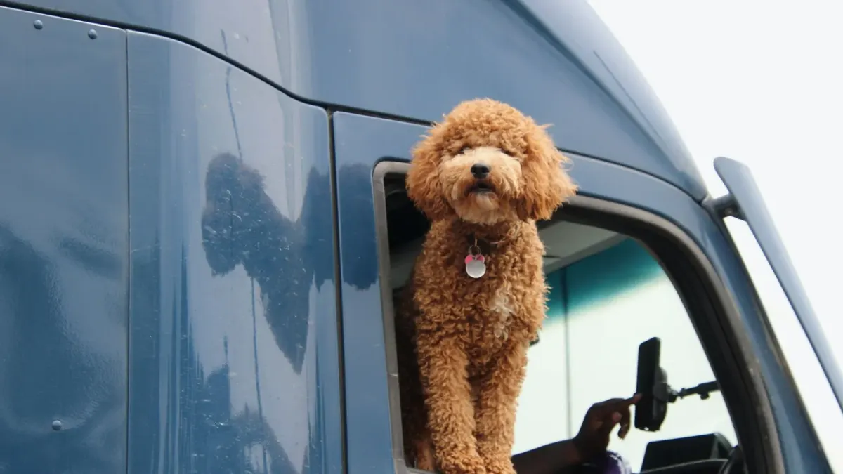 Dog on a road trip