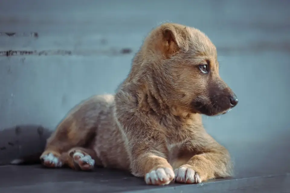 Dog on stairs