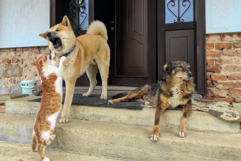 Dog on stairs