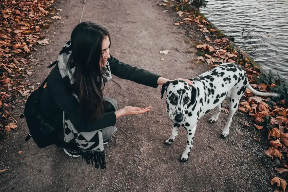 Dog owner offering a calming chew to their dog at home
