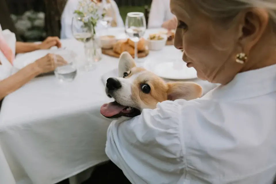 Dog owner preparing a meal