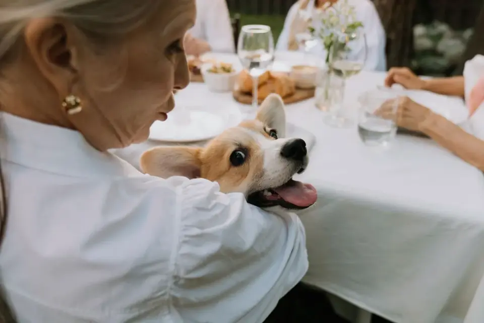 Dog owner preparing a meal