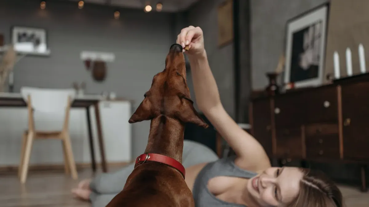 Dog owner preparing a meal