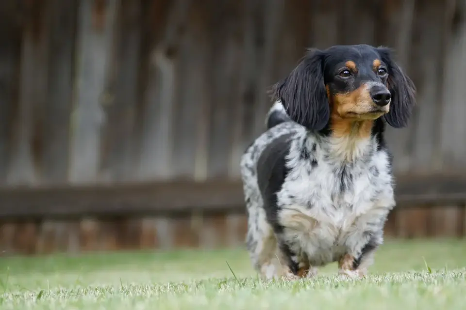 Dog pacing back and forth along a backyard fence line