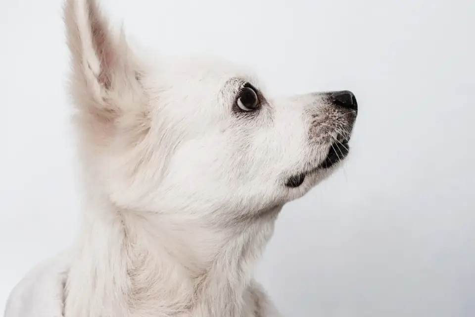Dog portrait