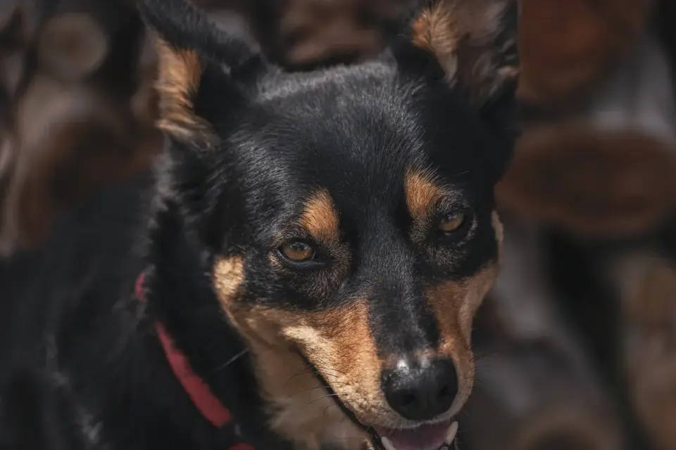 Dog portrait