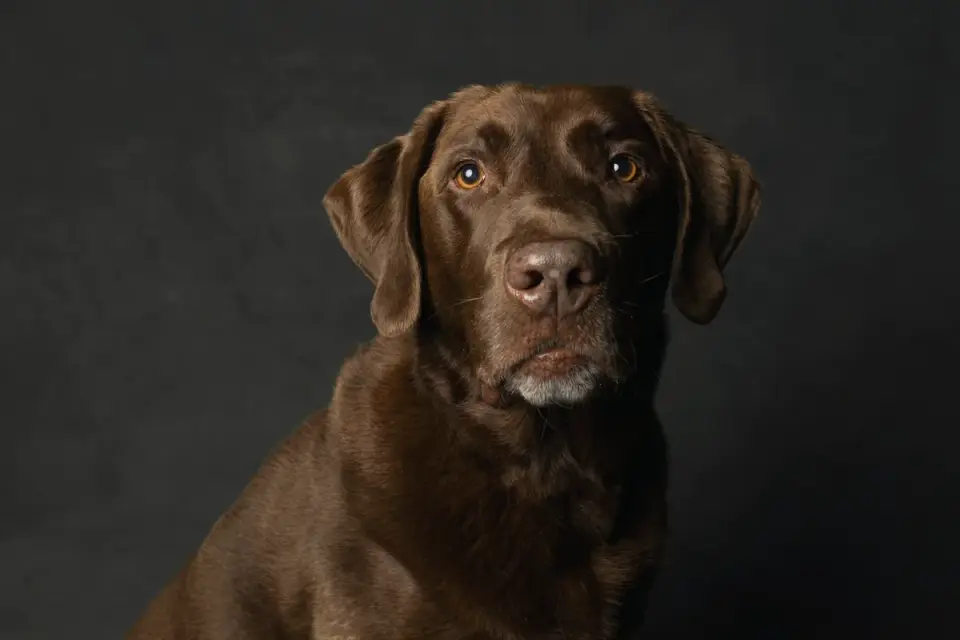 Dog portrait