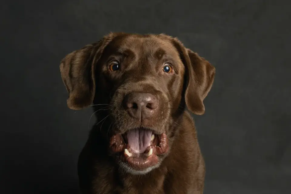 Dog portrait