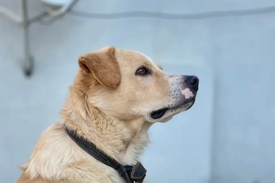 Dog portrait