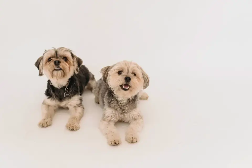 Dog portrait