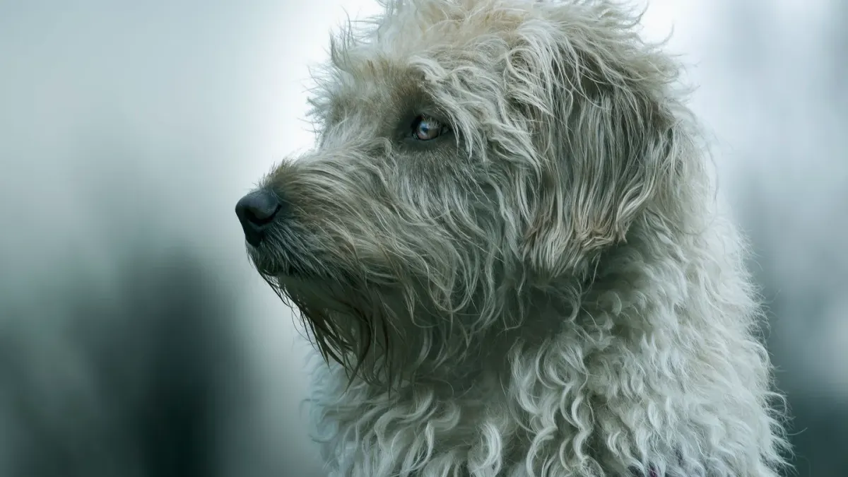 Dog portrait
