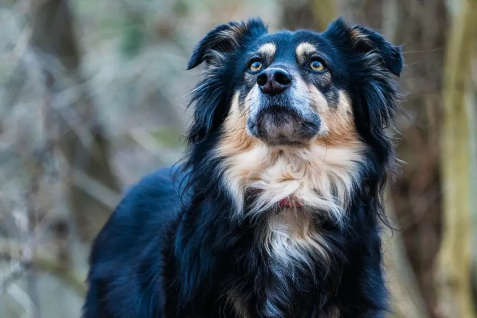 Dog portrait